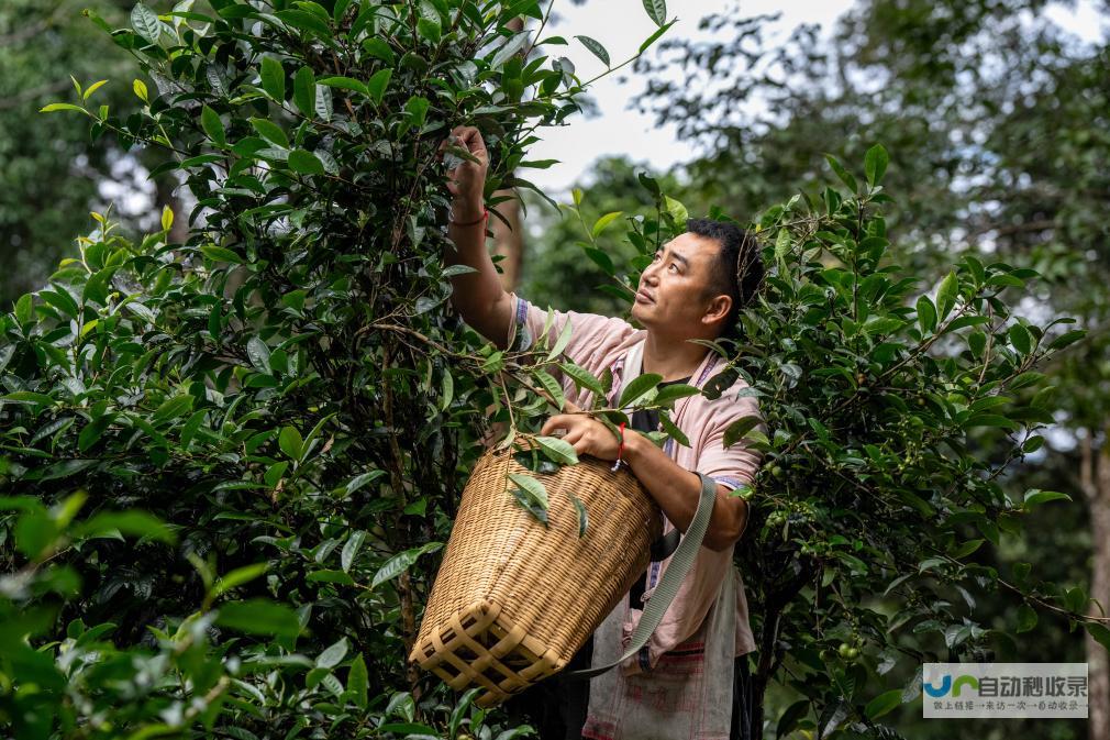 景迈山的历史茶事-一