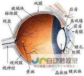 探索眼部结构和功能