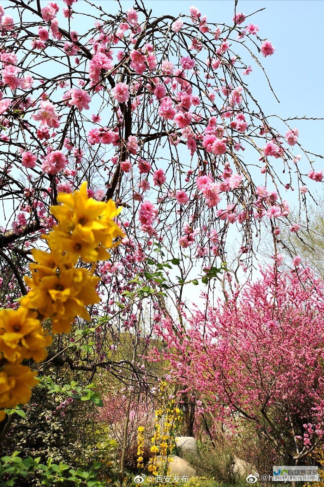 百花齐放春争艳