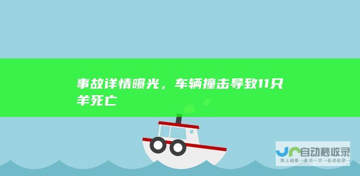 事故详情曝光，车辆撞击导致11只羊死亡