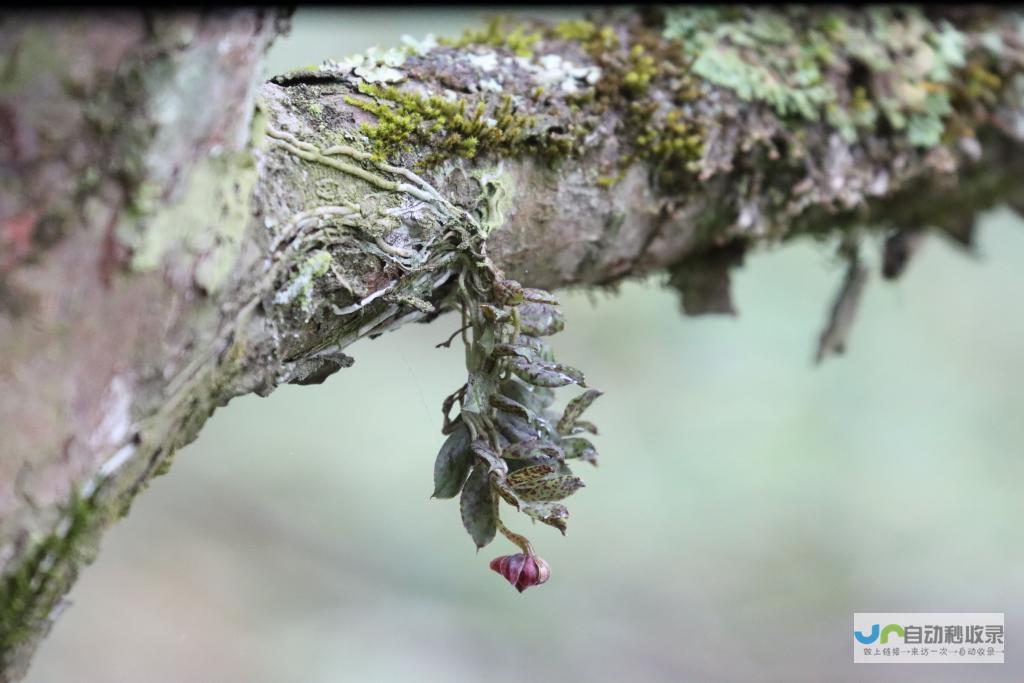 珍稀兰科植物新发现，四川卧龙再现自然奥秘