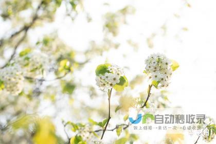 2023年春节盛典：多彩节日习俗与温馨家庭团聚