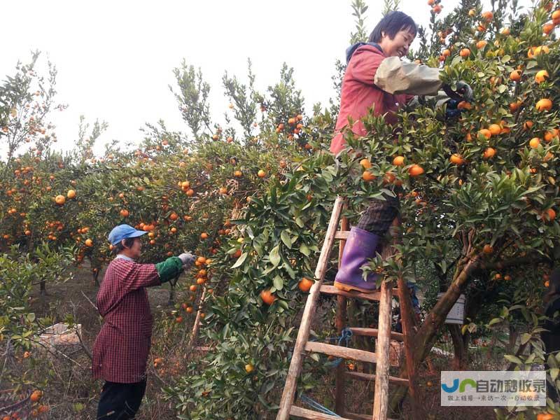 硕果累累迎丰收，果实品质赢得市场信赖