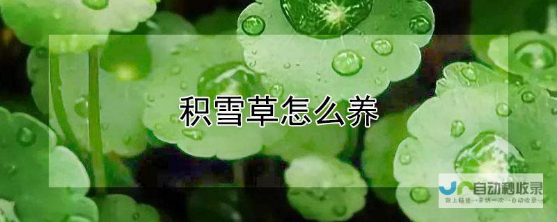 积雪草神奇修护，助力肌肤重塑光彩