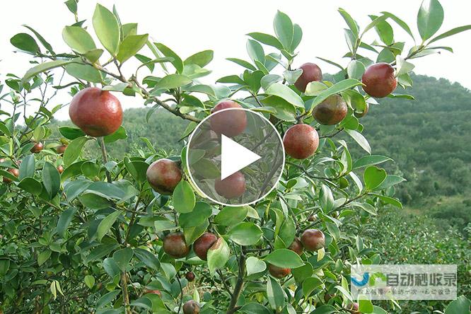 忙碌的油茶采摘，衡阳丰收的见证