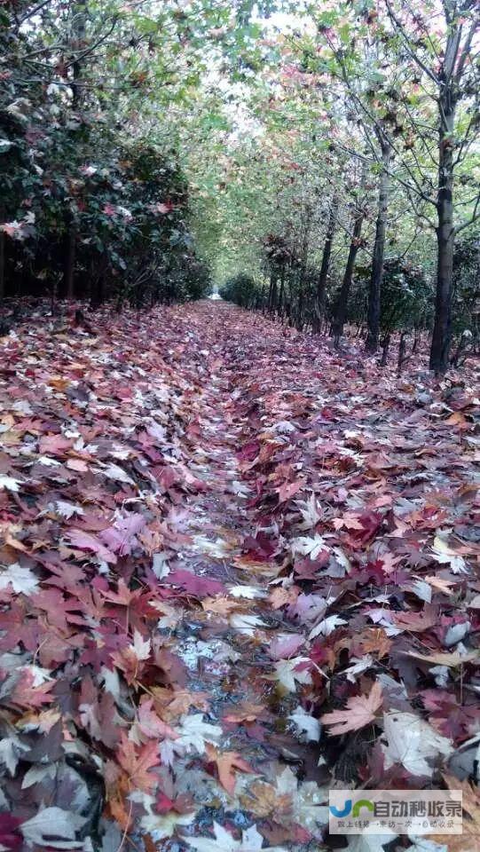 枫叶纷飞，大地彩绘