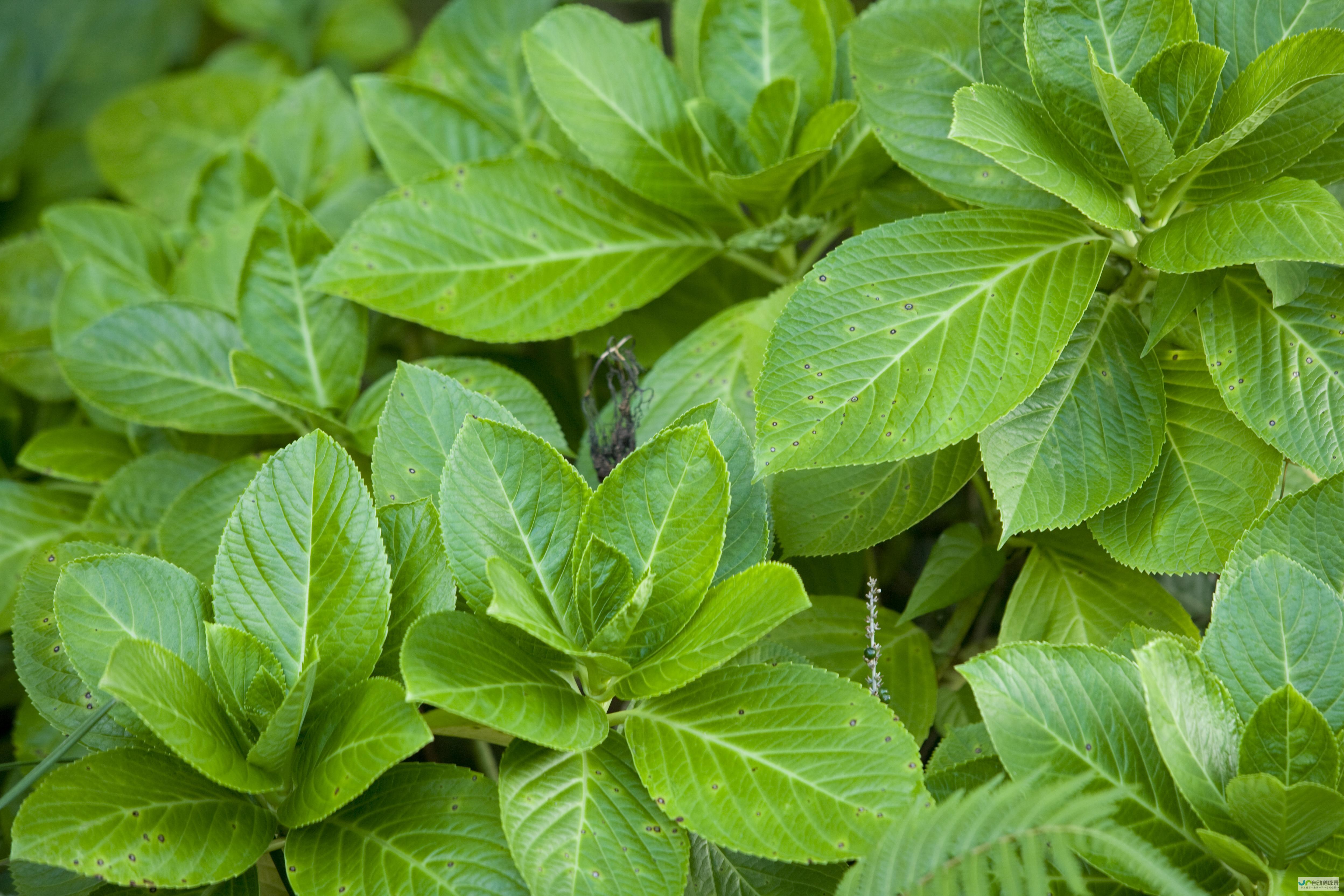 植物如何应对环境变化的新探索