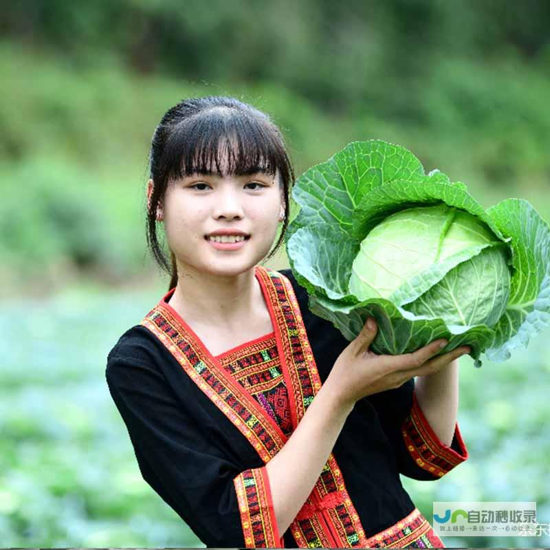 探寻甘蓝产地的特色美食——手撕包菜传奇