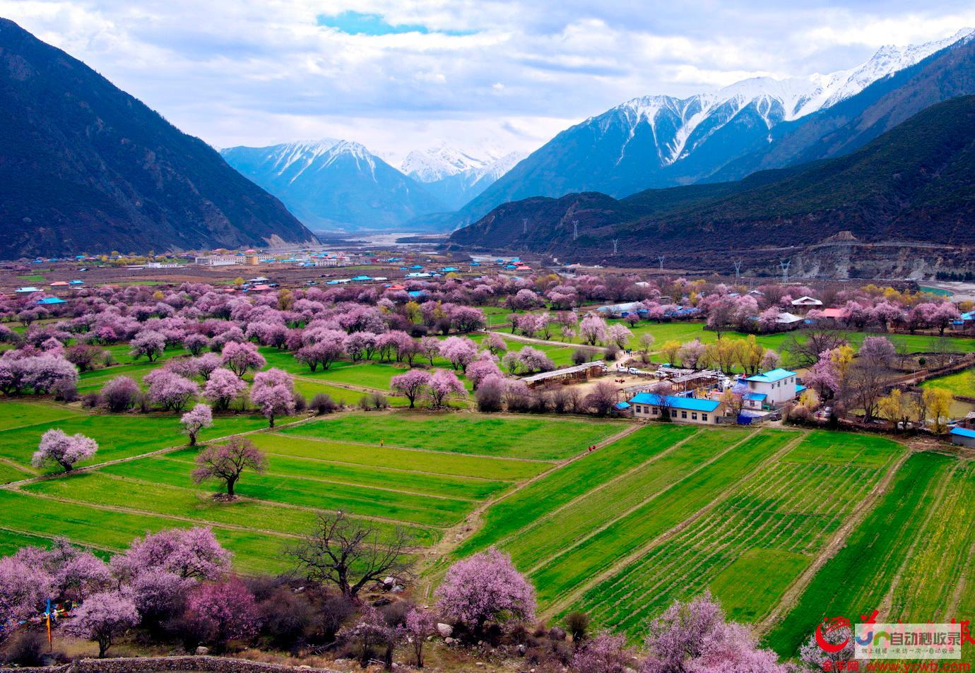 西藏桃花第一村——好政策引领下的幸福之门开启之旅