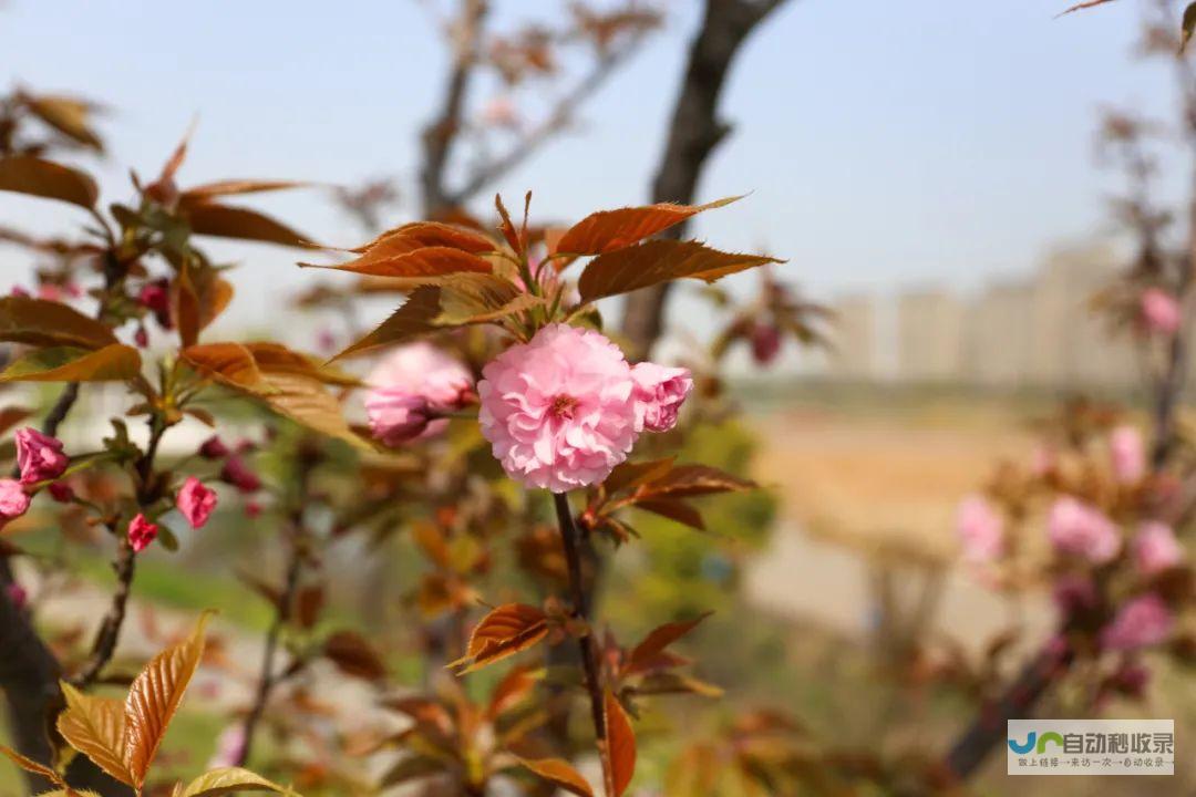 春日之花盛放时，化作灵动生命呼唤。