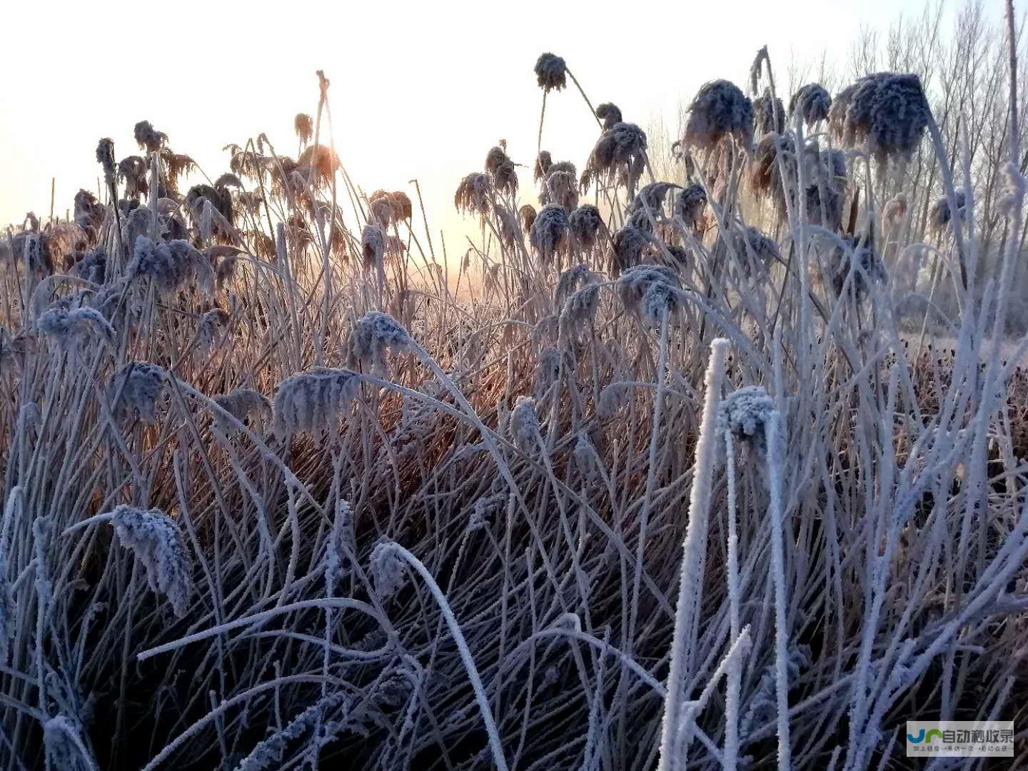 冰雪春天的独特魅力