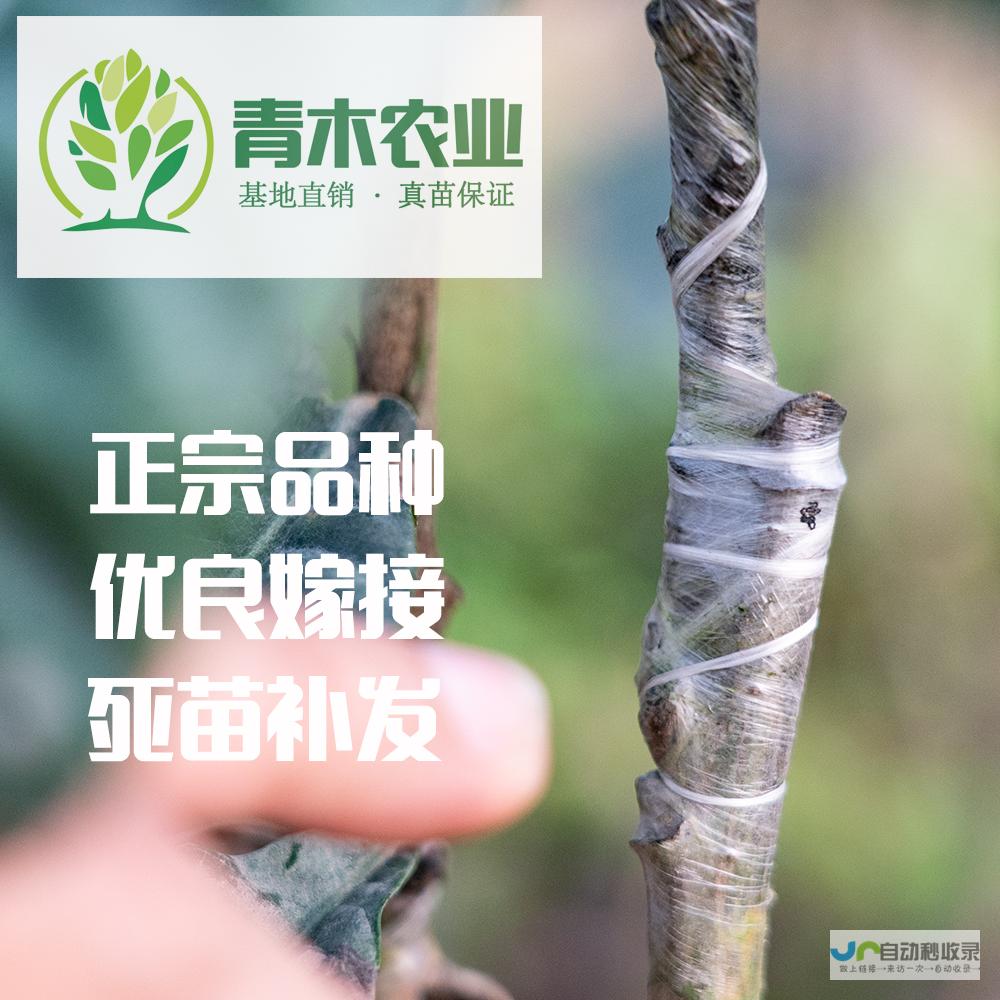 盆栽种植枇杷核的步骤与注意事项