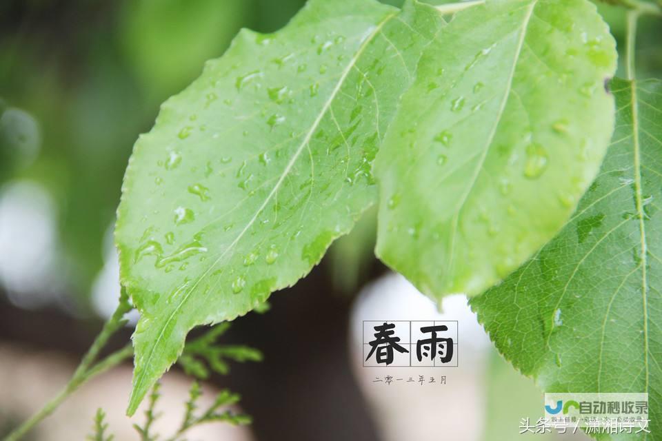 春雨频繁夜降的原因探究