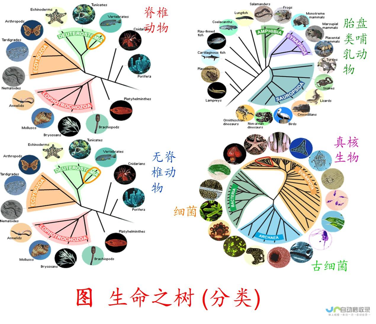 从学科定位到就业前景全方位探讨