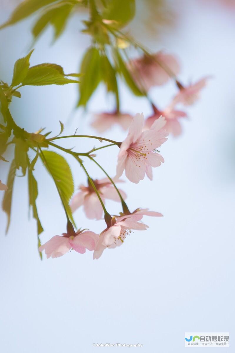 一 春意盎然繁花似锦是什么意思