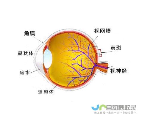 关于眼部结构