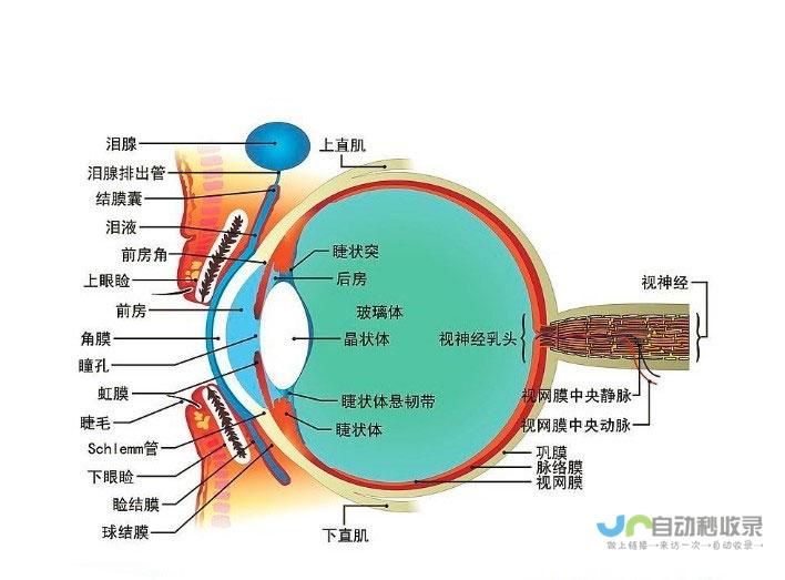 关于眼部