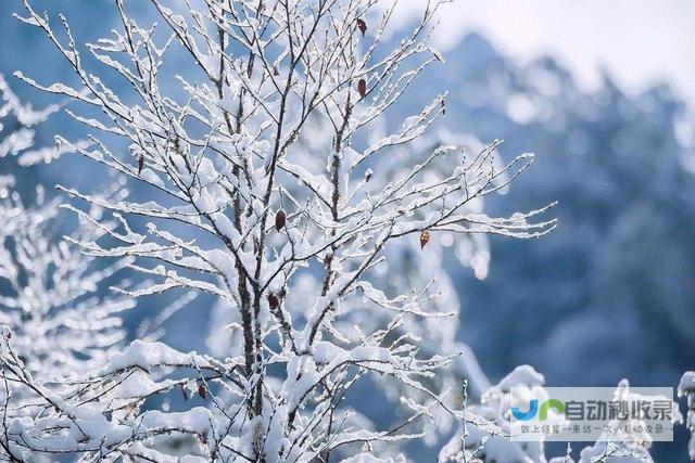 冰雪春天——纷飞雪花的奇幻世界