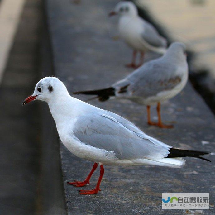 鸥字的丰富词汇搭配