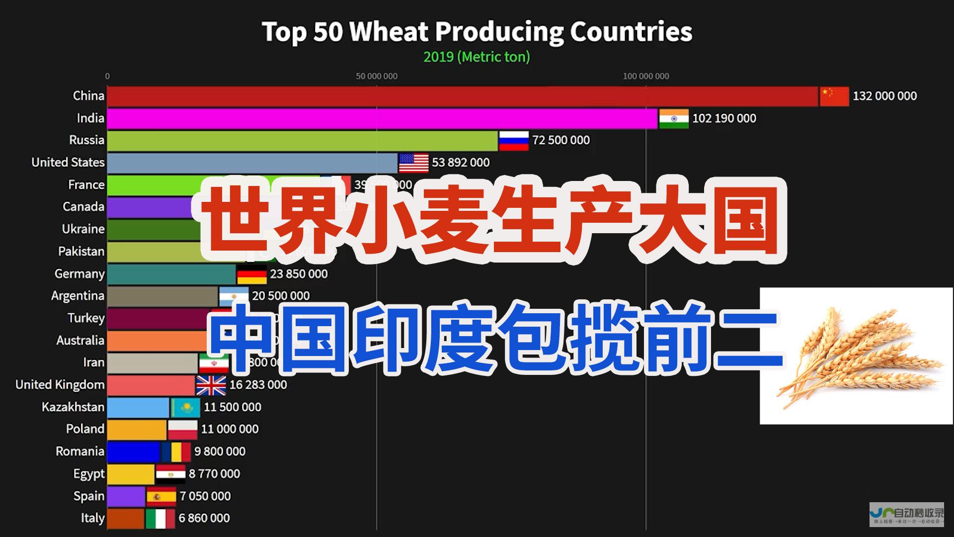 全球小麦生产大国盘点