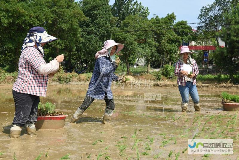 探访永吉大棚