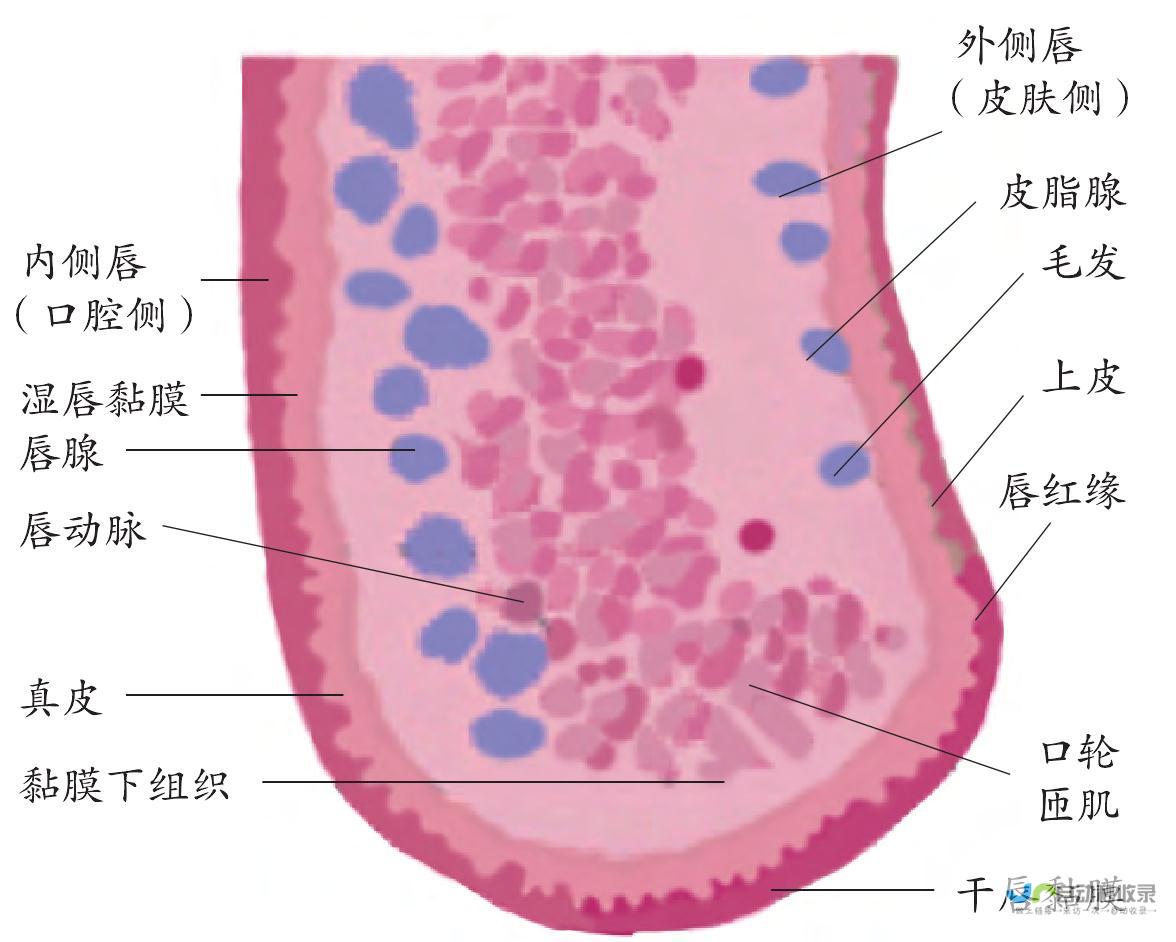 从唇部开始